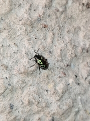 Zygogramma signatipennis