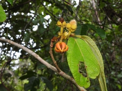 Apeiba tibourbou