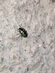 Zygogramma signatipennis