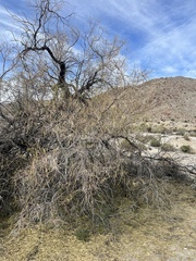 Chilopsis linearis arcuata