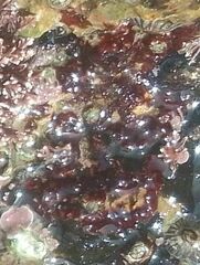 Erythrodermis traillii