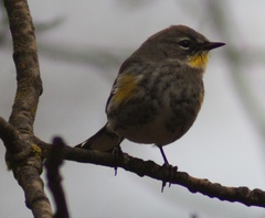 Setophaga coronata coronata × auduboni