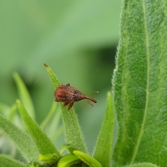Anthonomus quadrigibbus
