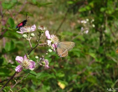 Satyrium spini