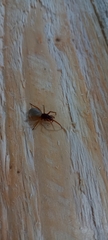 Dysdera