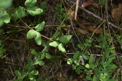 Boquila trifoliolata