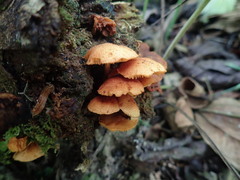 Gymnopilus chrysopellus