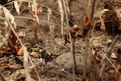 Sceloporus utiformis