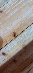 Dysdera
