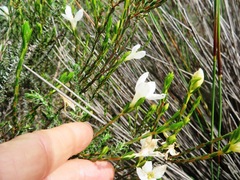Lachnaea uniflora