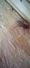 Dysdera