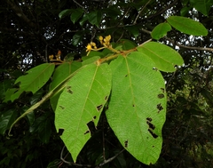 Apeiba tibourbou