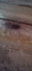 Dysdera