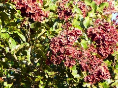 Terminalia paniculata