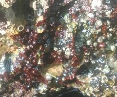 Erythrodermis traillii