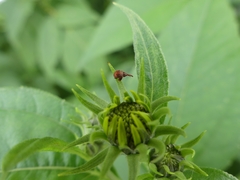 Anthonomus quadrigibbus