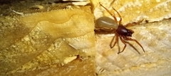 Dysdera