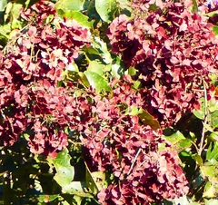 Terminalia paniculata