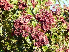 Terminalia paniculata