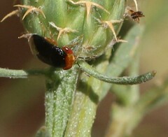 Geocoris erythrocephalus