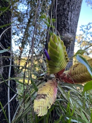 Tillandsia jaliscomonticola