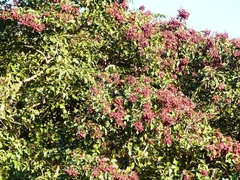 Terminalia paniculata