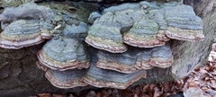 Fungi