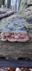 Fungi