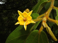 Apeiba tibourbou