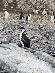 Leucocarbo bransfieldensis