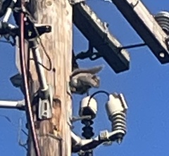 Sciurus carolinensis