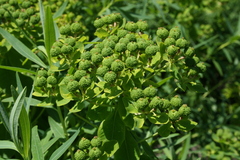 Euphorbia palustris