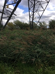 Phragmites australis australis