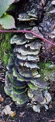 Fungi