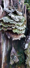 Fungi