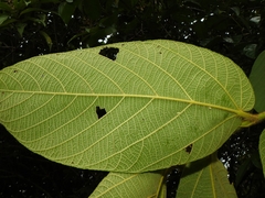 Apeiba tibourbou