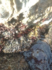 Erythrodermis traillii