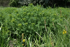 Euphorbia palustris