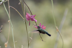Ipomoea bracteata