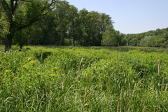 Euphorbia palustris