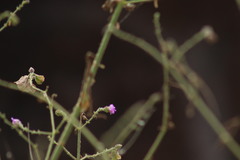 Mirabilis viscosa