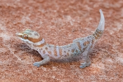 Pachydactylus mclachlani
