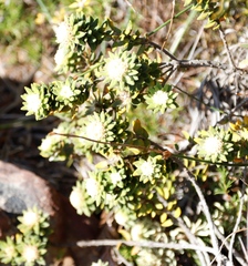 Phylica dioica