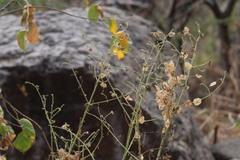 Mirabilis viscosa