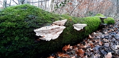 Fungi