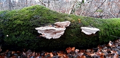 Fungi