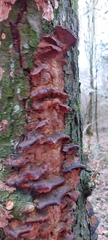 Fungi