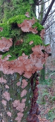 Fungi