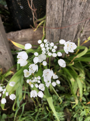 Allium neapolitanum