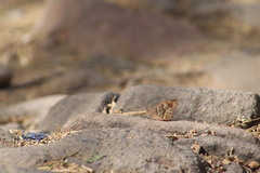 Pindis squamistriga